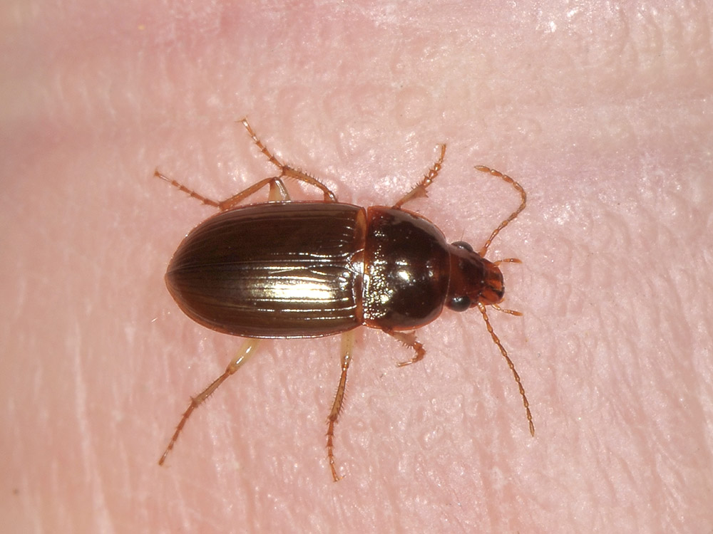 Harpalus immaturo? no, Amara (Celia) sp.